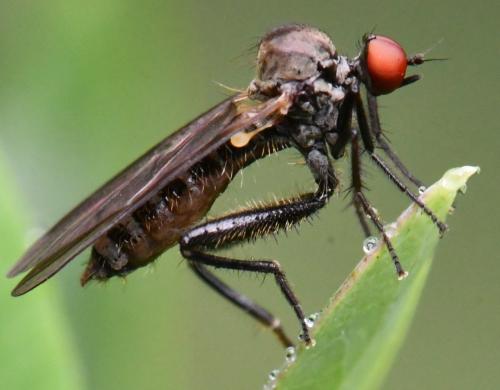 Hybos culiciformis
